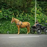 Beleza Da Fazenda * Nordeste (Azores)